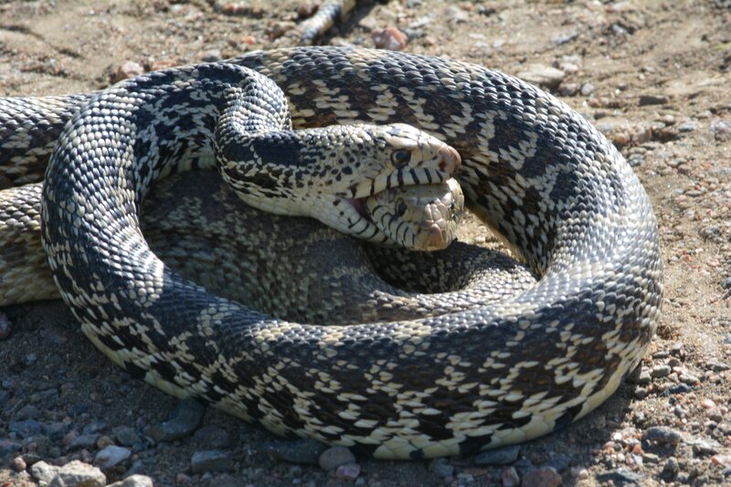 Two Snakes Fighting