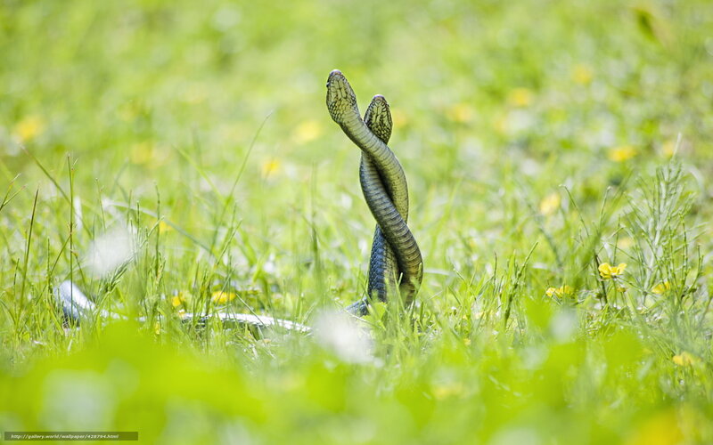 Two Snakes Mating — Green, Natural, Spring
