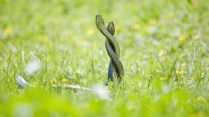 Two Snakes Mating — Green, Natural