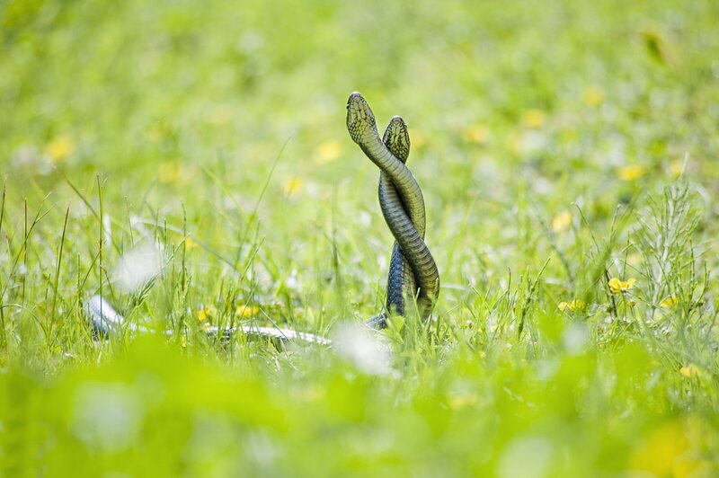 Two Snakes Mating — Green