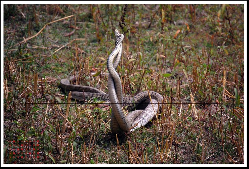Two Snakes Mating