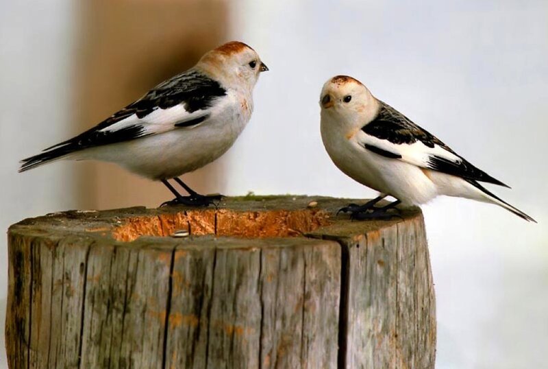 Two Snow Buntings