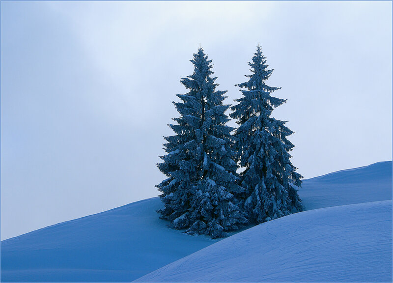 Two Snow-covered Pine Trees