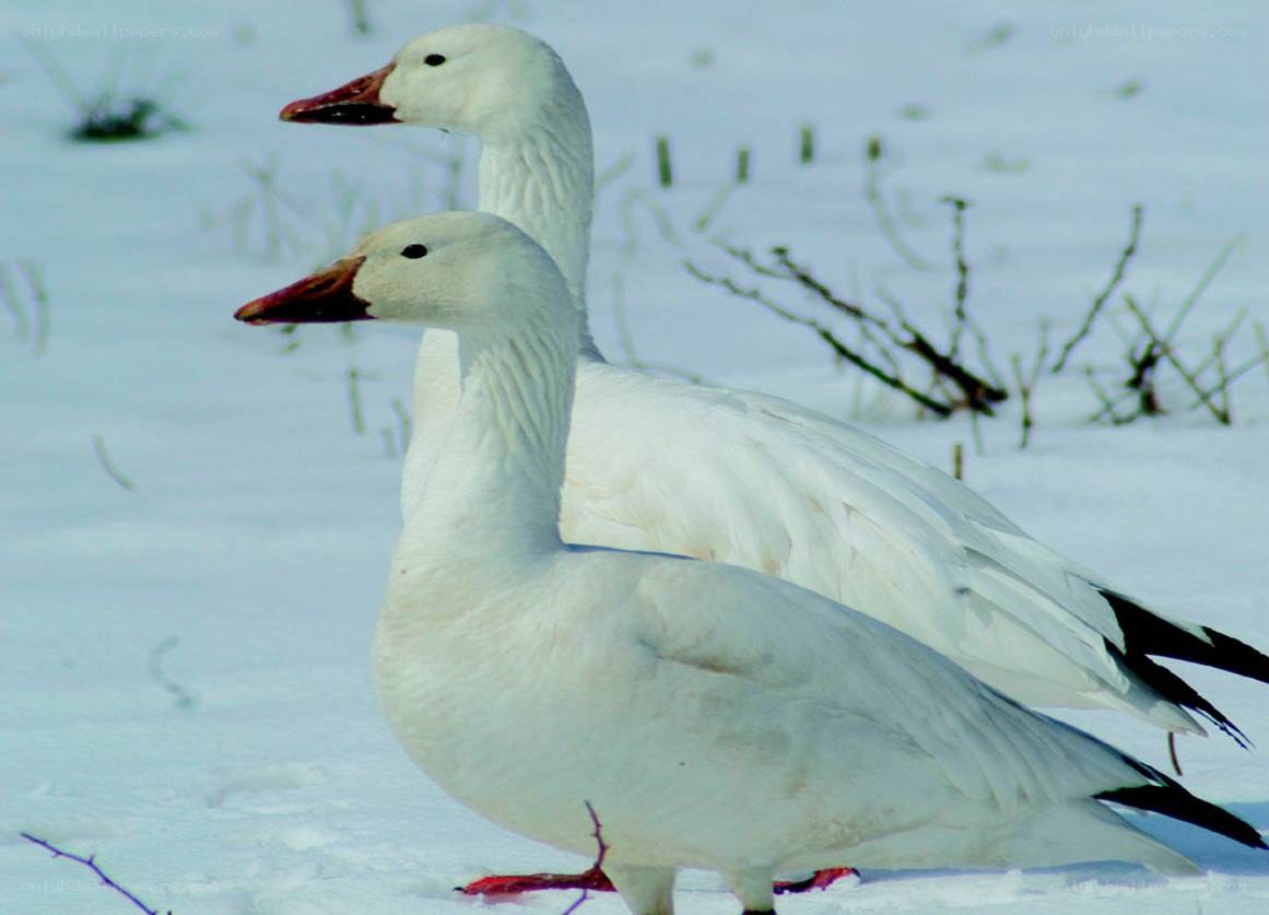 Two snow geese in the snow