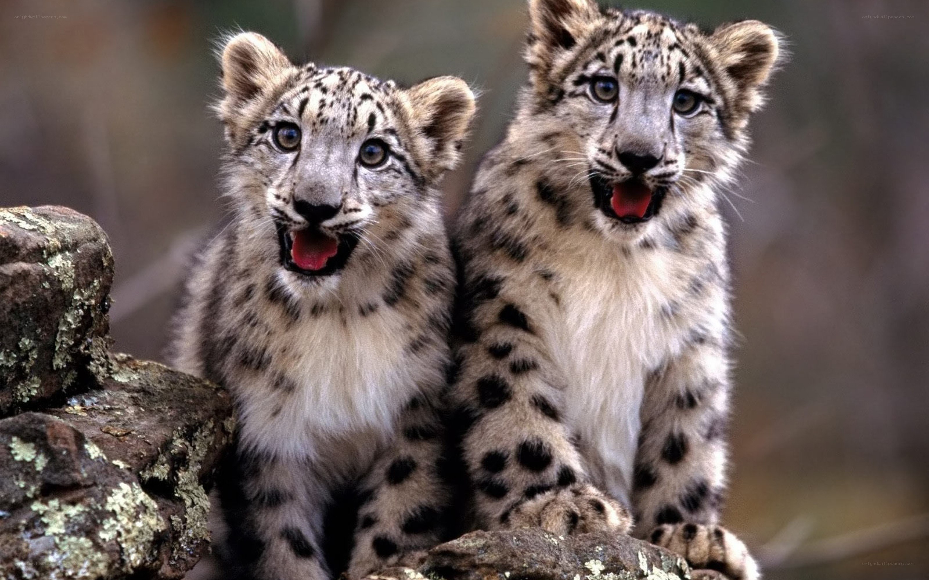 Two snow leopard cubs