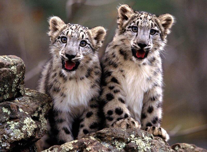 two snow leopard cubs