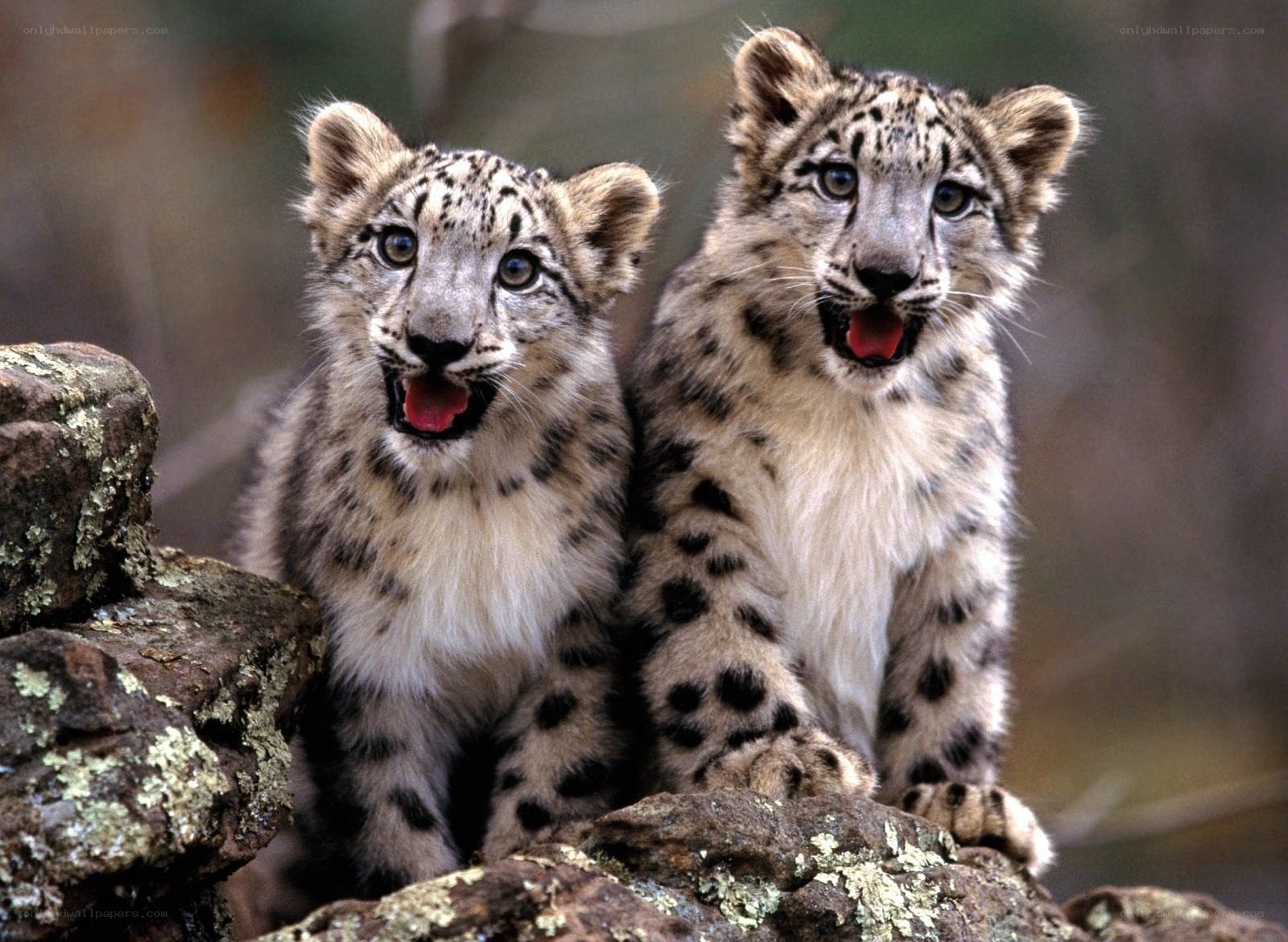 two snow leopard cubs