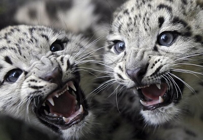 two snow leopard cubs