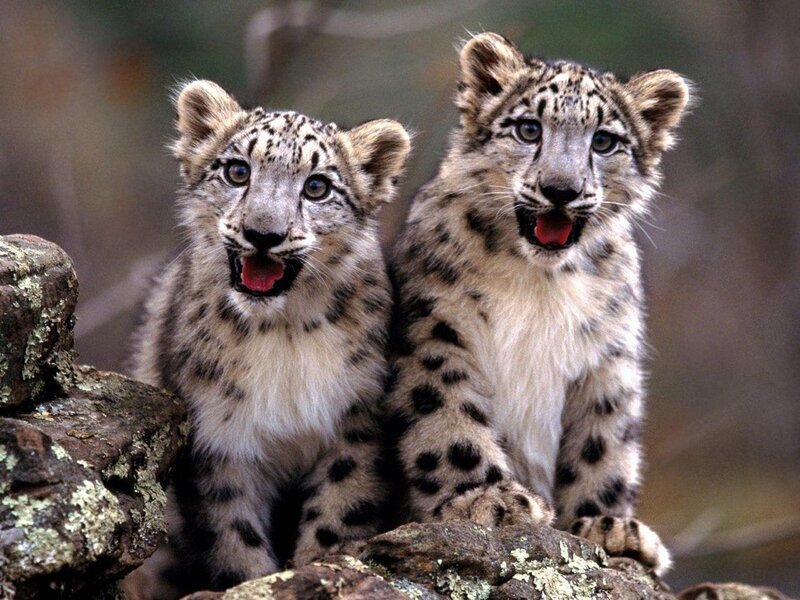 Two snow leopard cubs on rocks