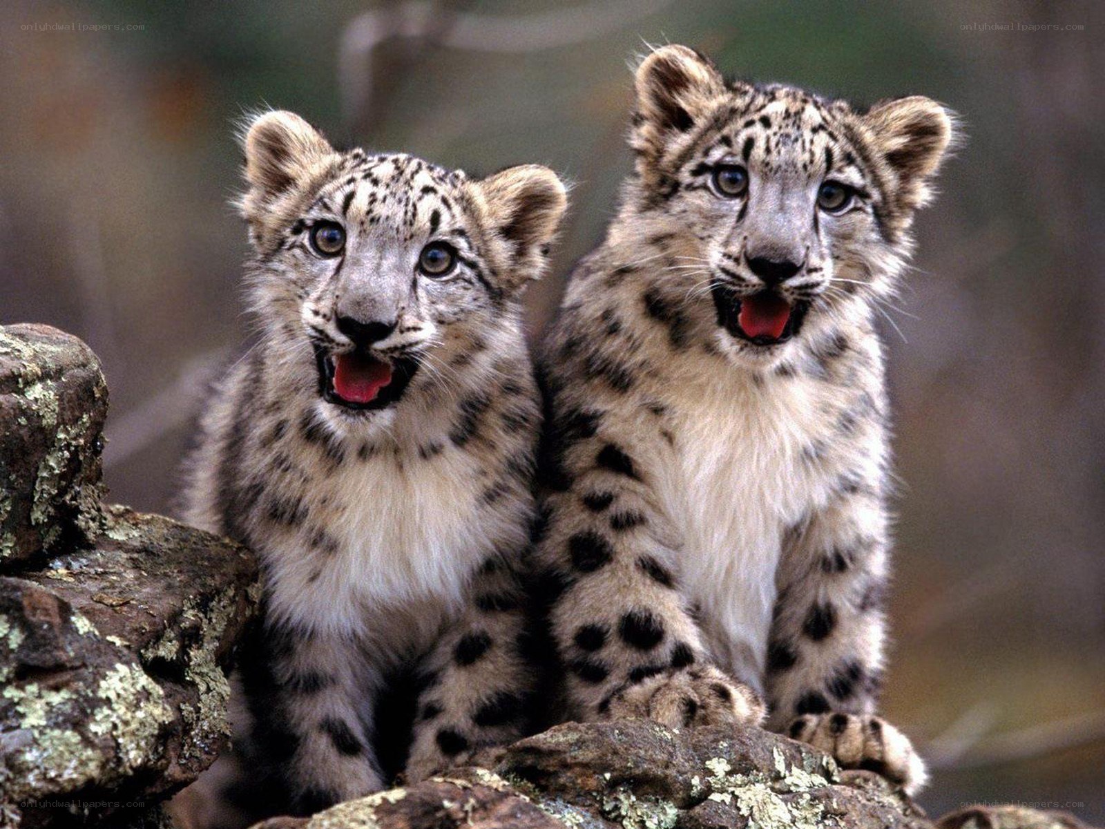 Two snow leopard cubs on rocks