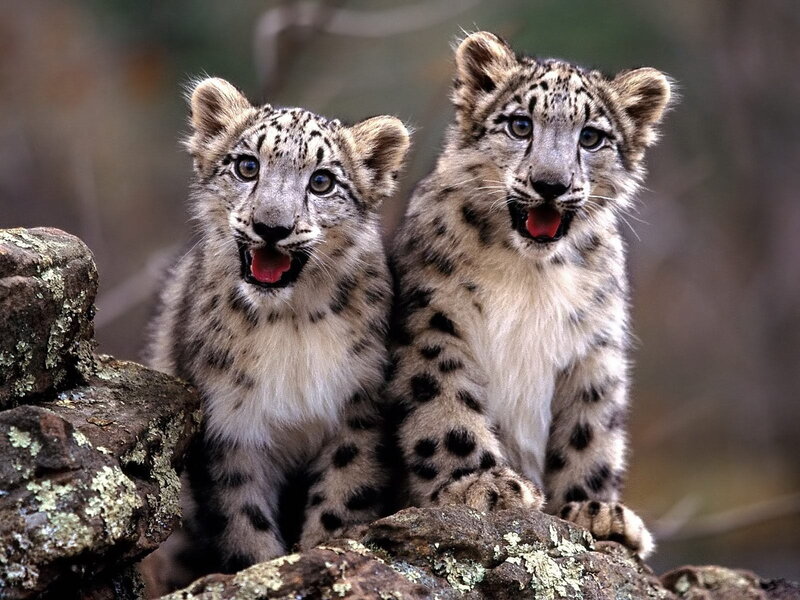 Two snow leopard cubs on rocks