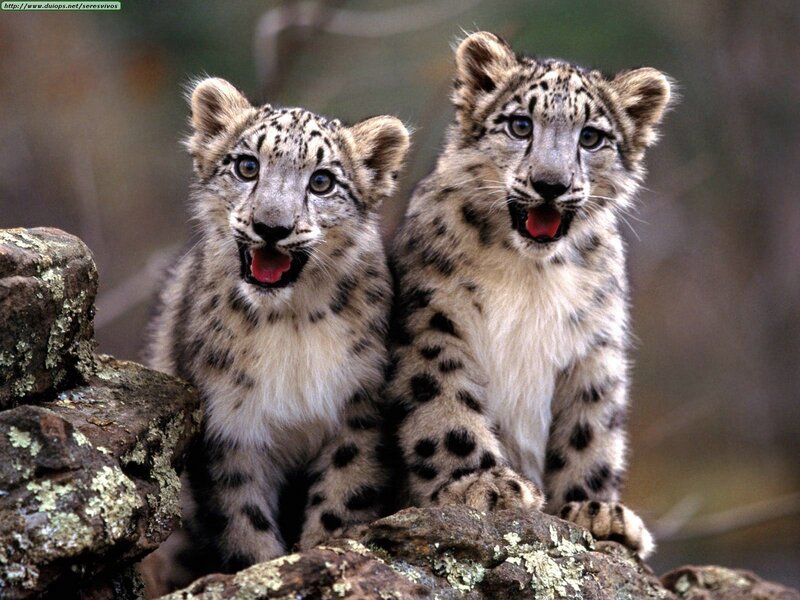 Two snow leopard cubs on rocks