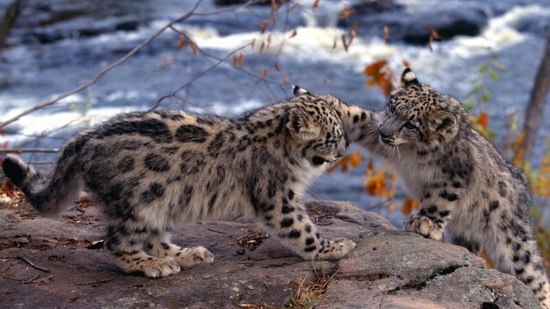 Two snow leopard cubs playing