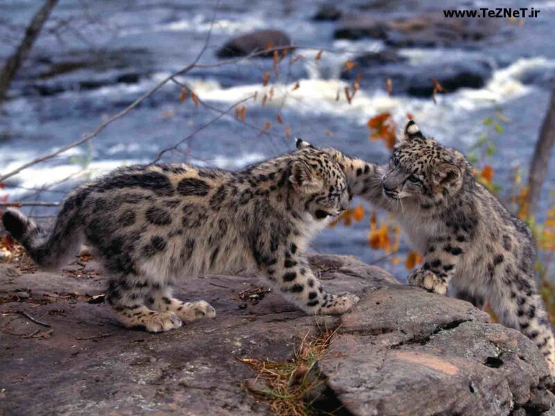 Two snow leopard cubs playing