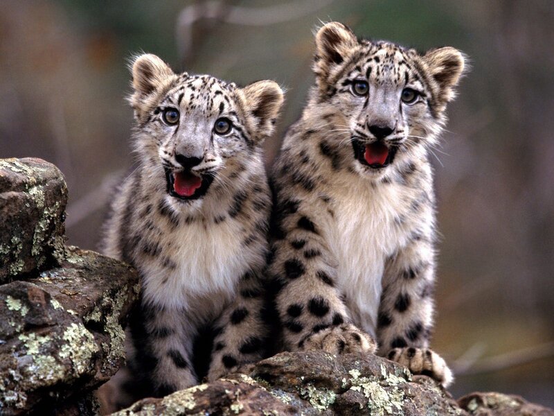 two snow leopard cubs