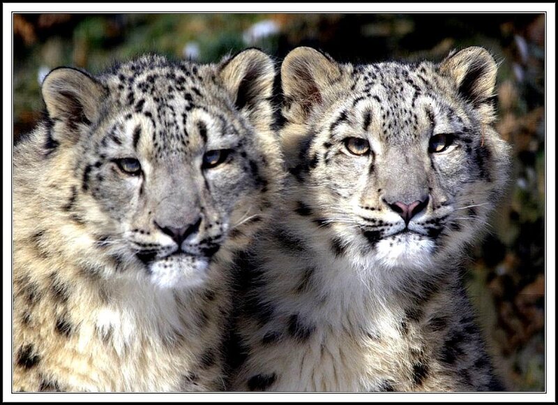 Two Snow Leopard Cubs — White