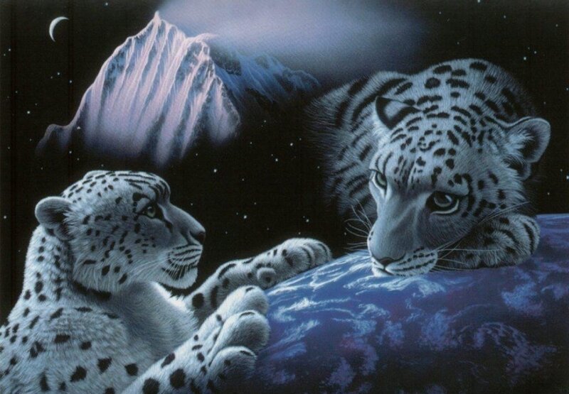 Two Snow Leopards — Blue, Serene