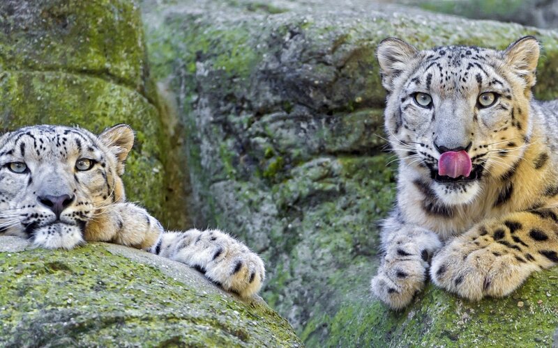 Two Snow Leopards — Gray, Calm, Photograph, Rocks, Moss