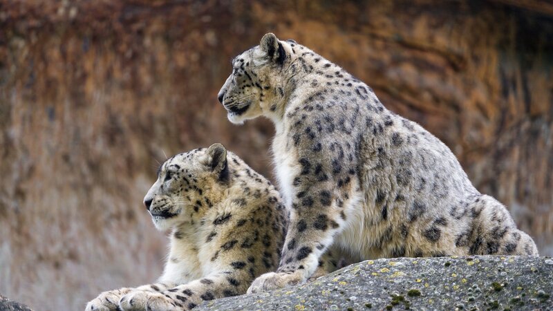 Two Snow Leopards — Gray, Calm, Photograph, Rocks, Mountain