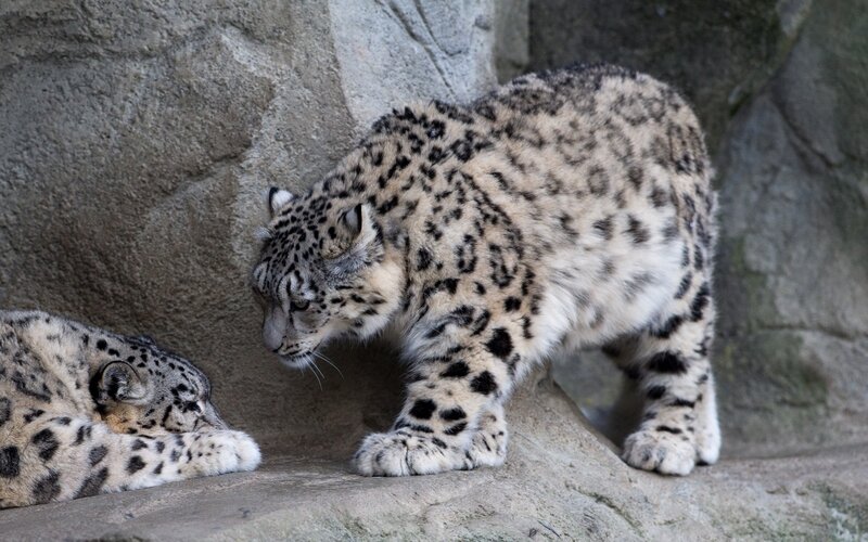 Two Snow Leopards — Gray, Calm, Photograph, Rocks, Snow Leopard