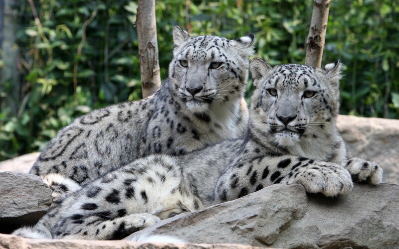 Two Snow Leopards — Gray