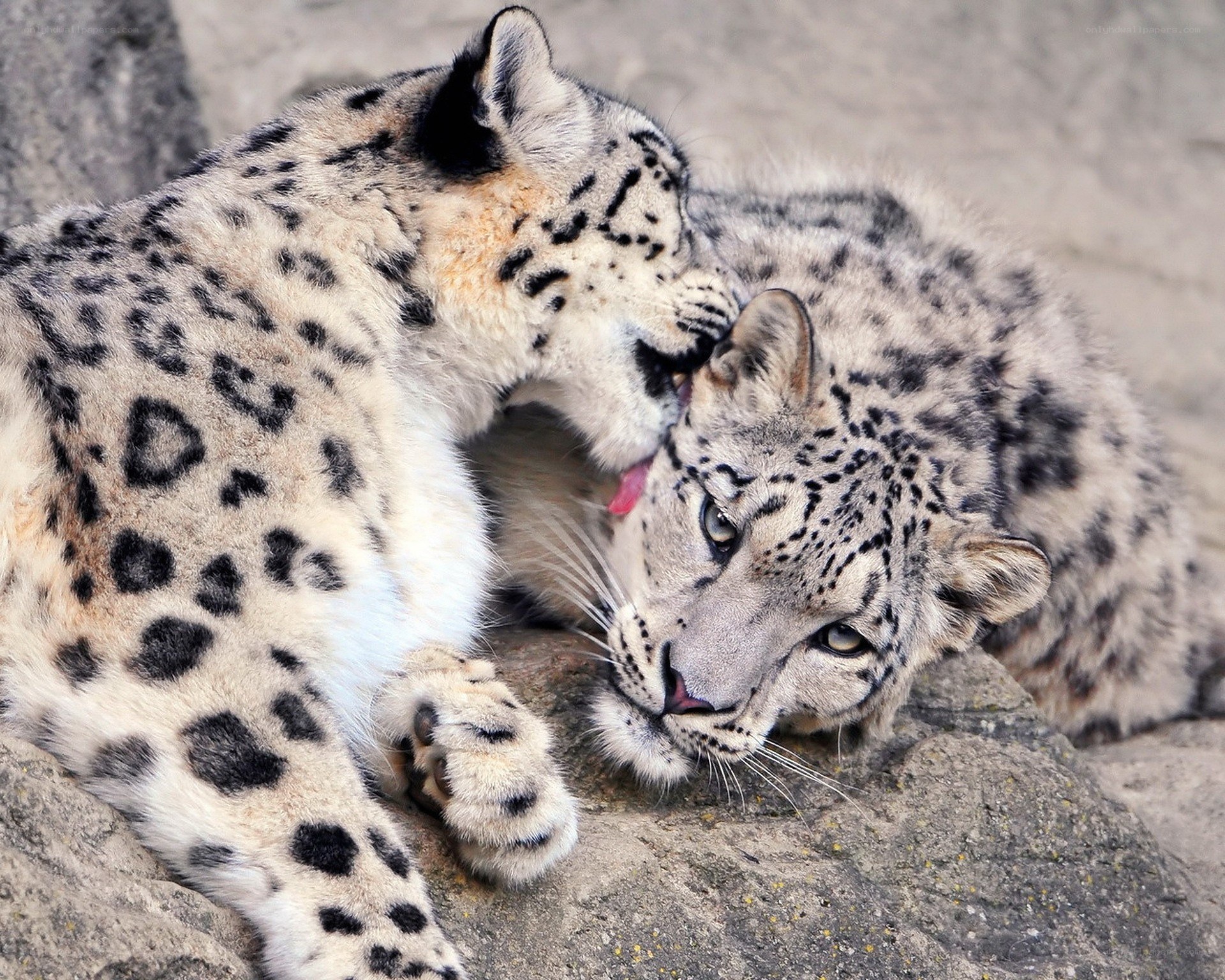 Two snow leopards grooming each other