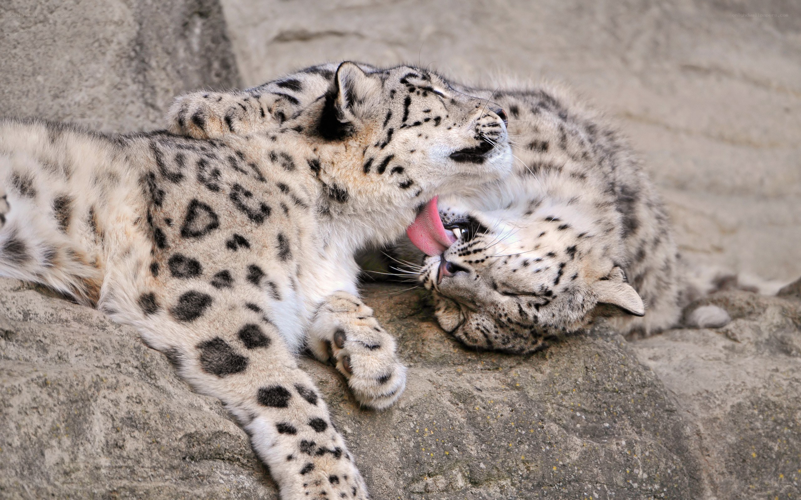 Two snow leopards grooming each other