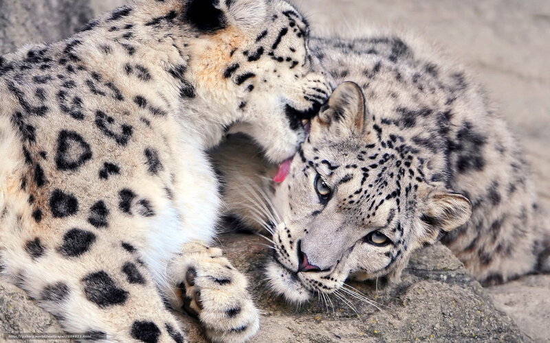 Two snow leopards grooming each other