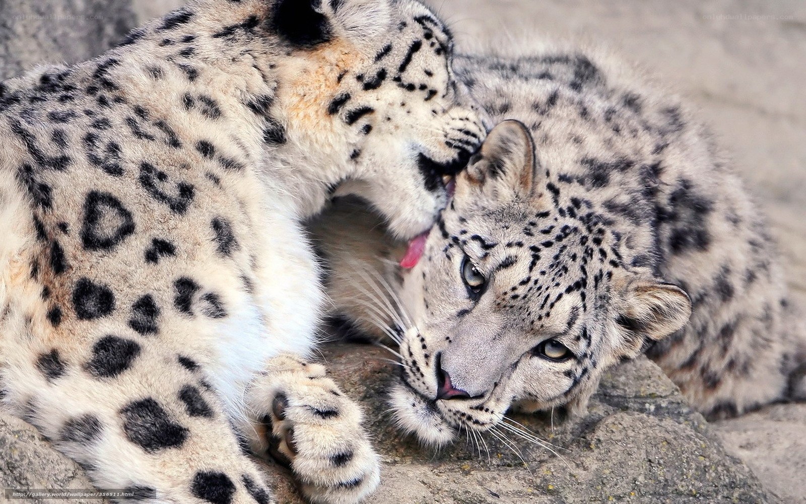 Two snow leopards grooming each other
