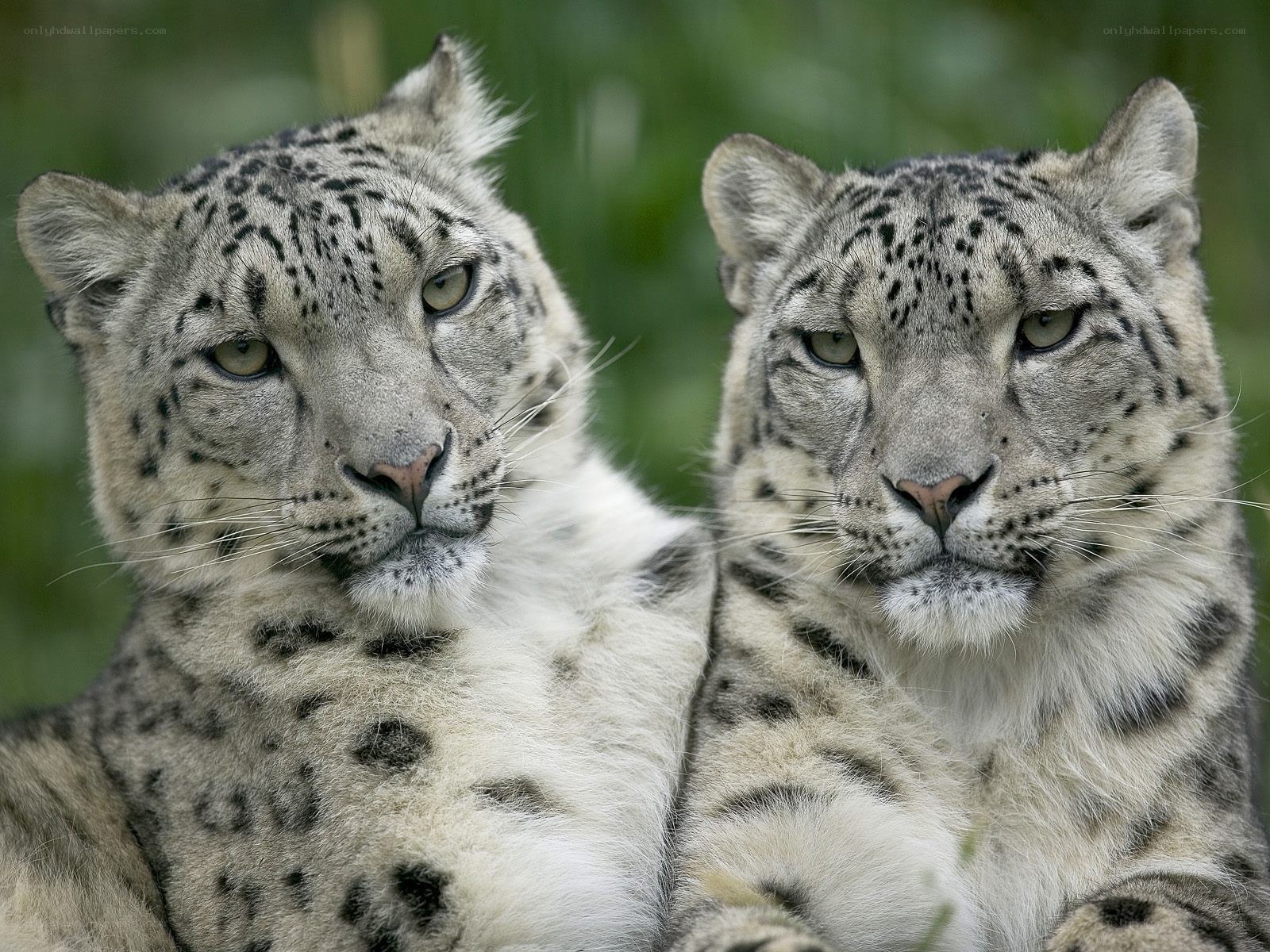 Two snow leopards in focus