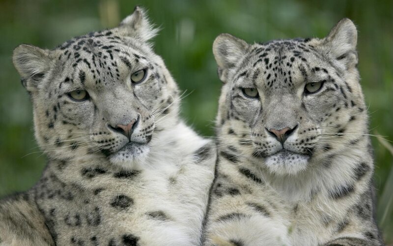 Two snow leopards in the wild