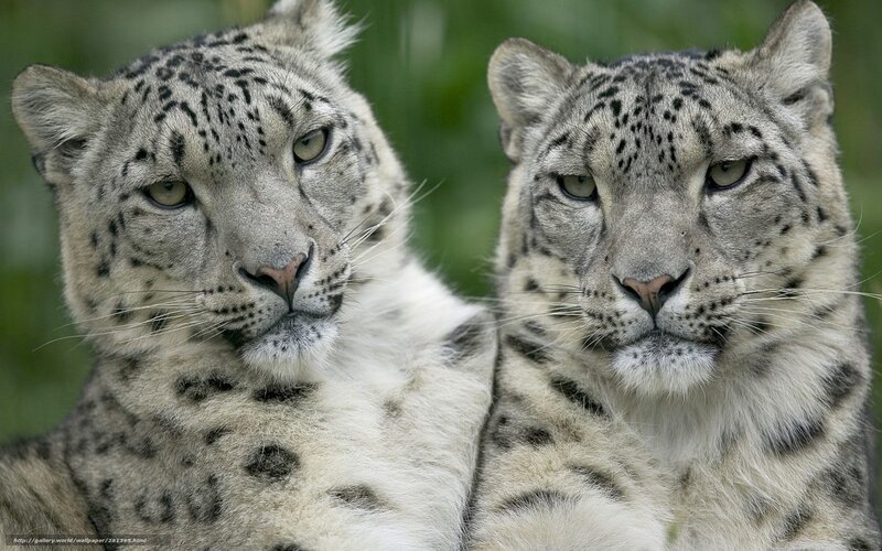 Two snow leopards in the wild