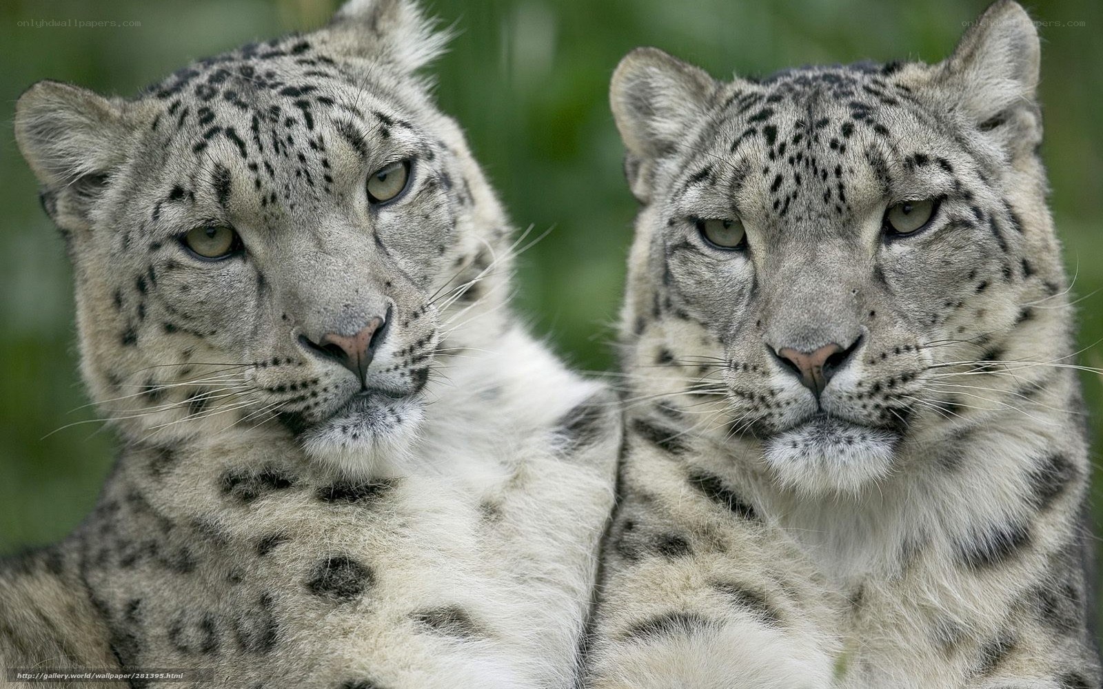 Two snow leopards in the wild