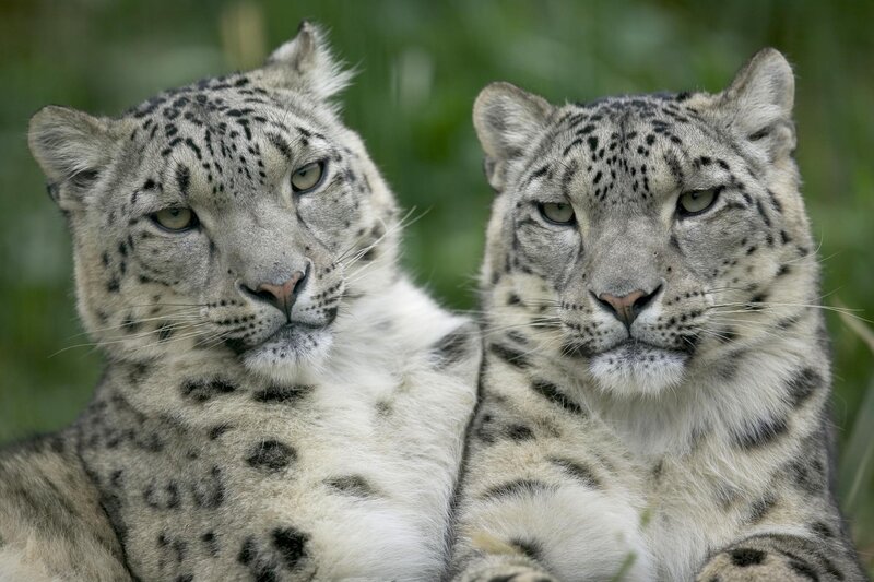 Two snow leopards in the wild