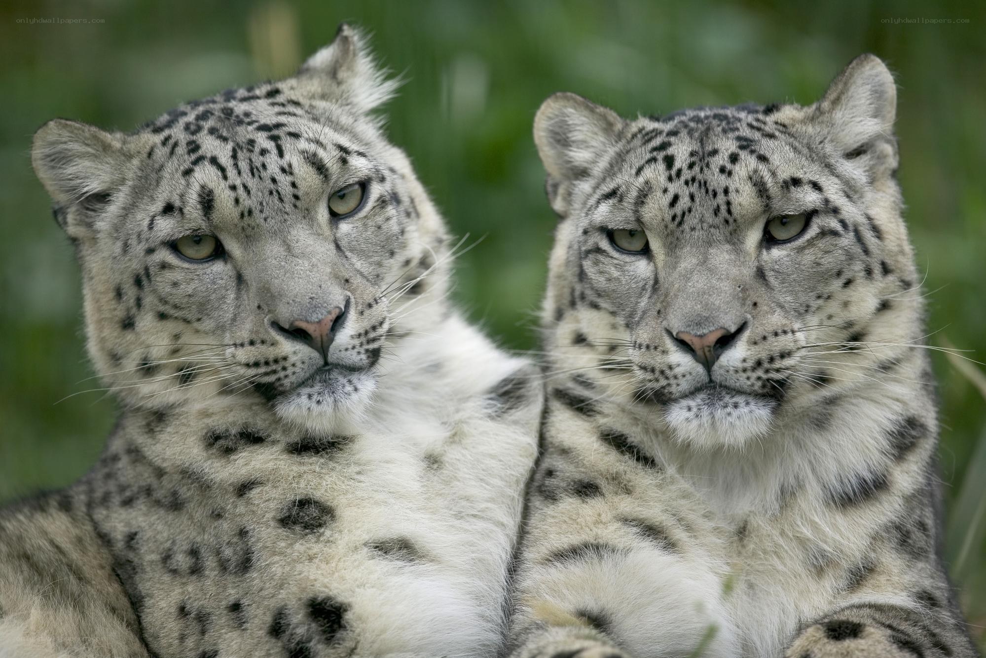 Two snow leopards in the wild