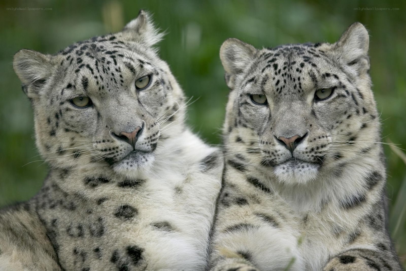 Two snow leopards in the wild