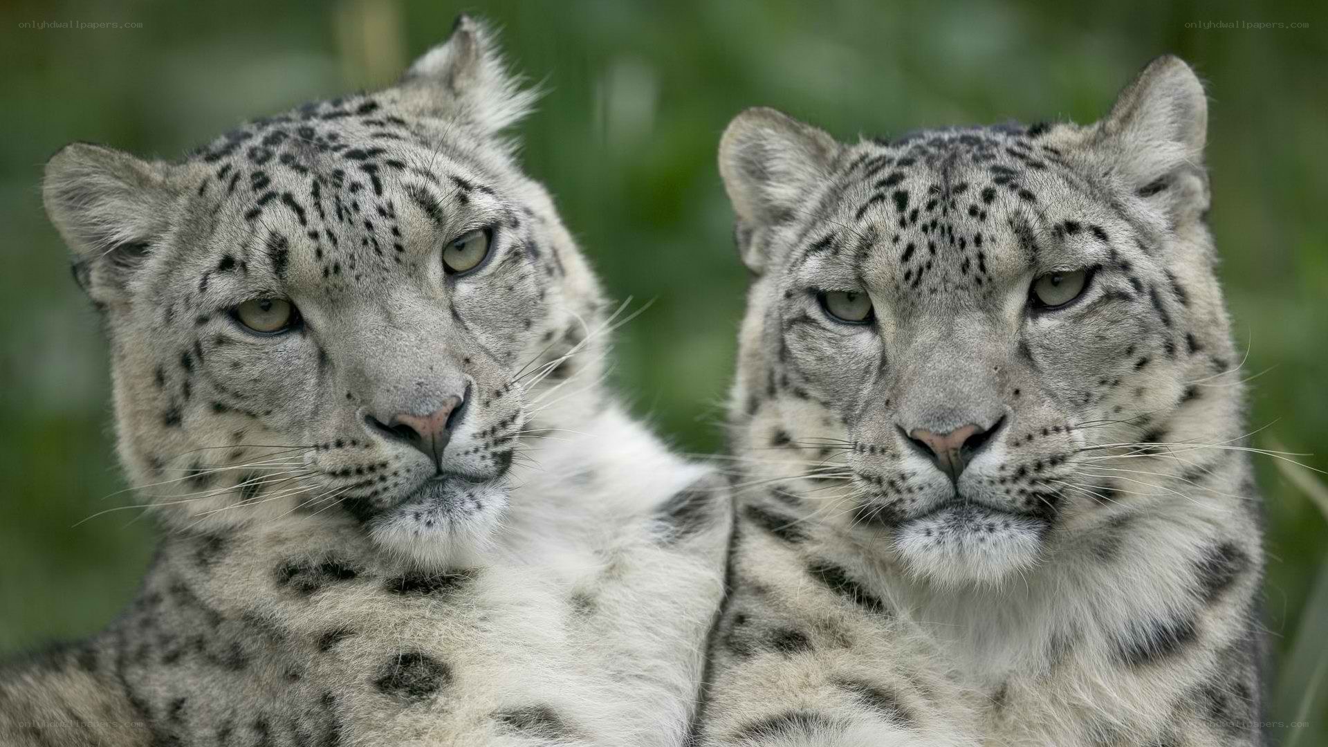 Two snow leopards in the wild