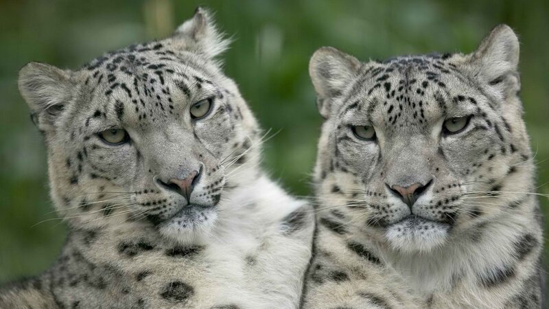 Two snow leopards in the wild