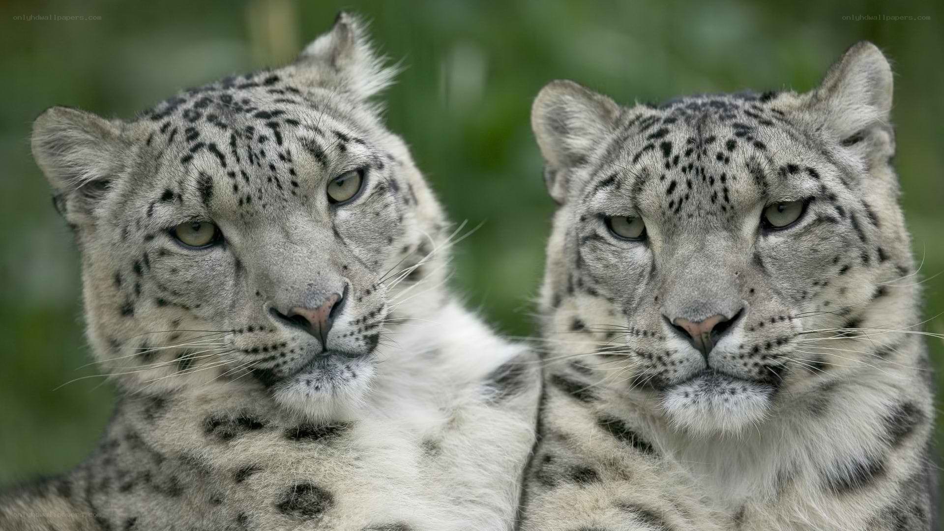 Two snow leopards in the wild