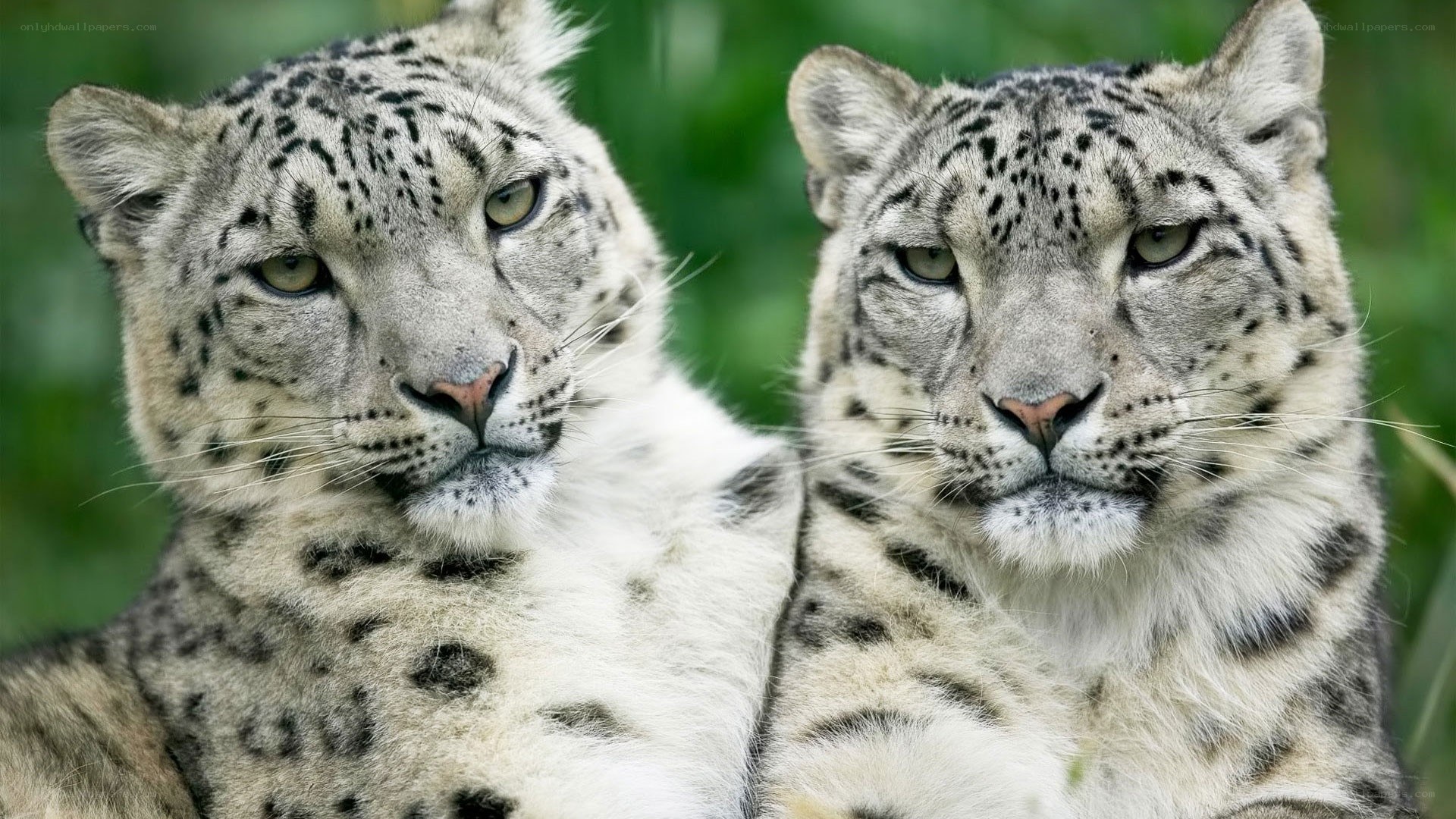 Two snow leopards in the wild