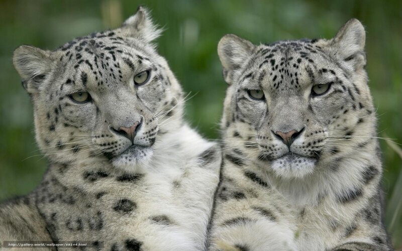 Two snow leopards in the wild
