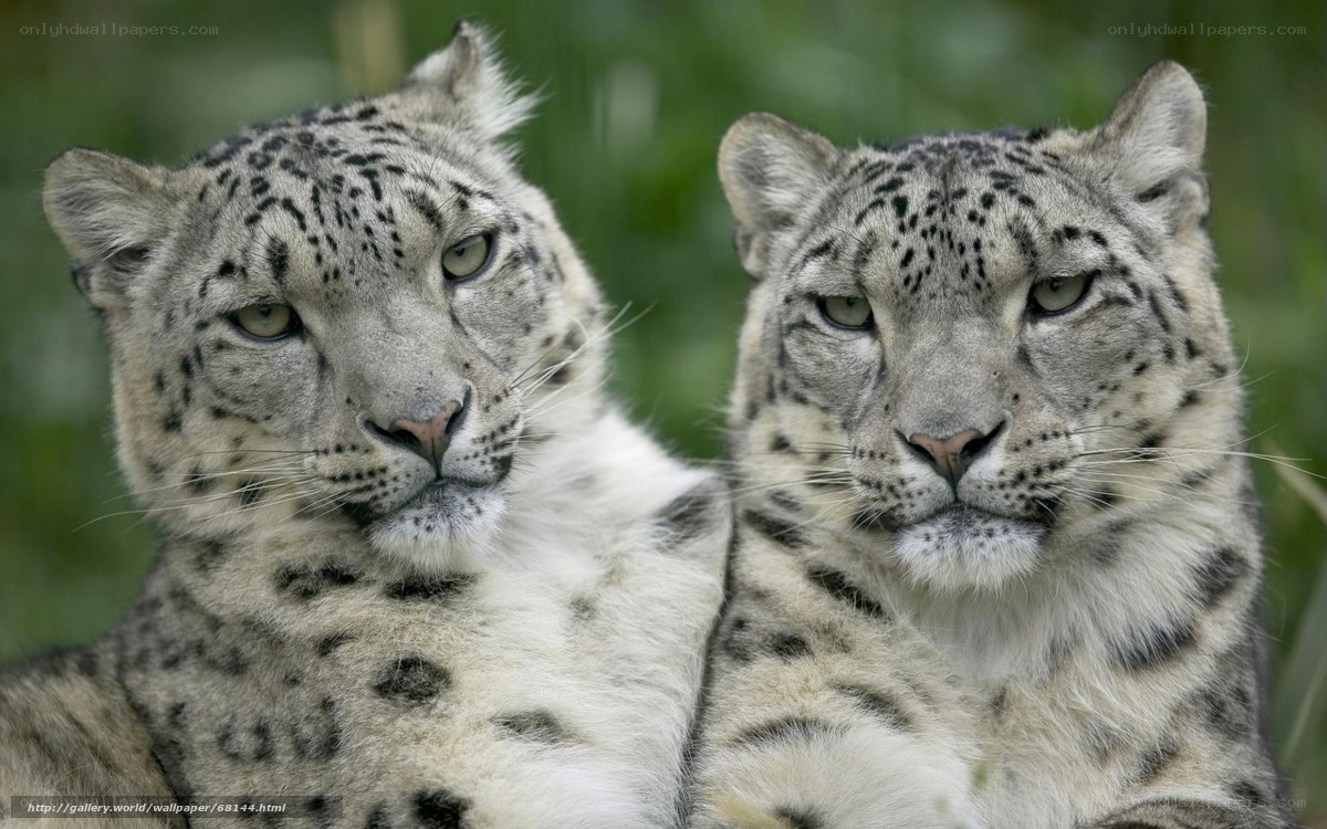 Two snow leopards in the wild