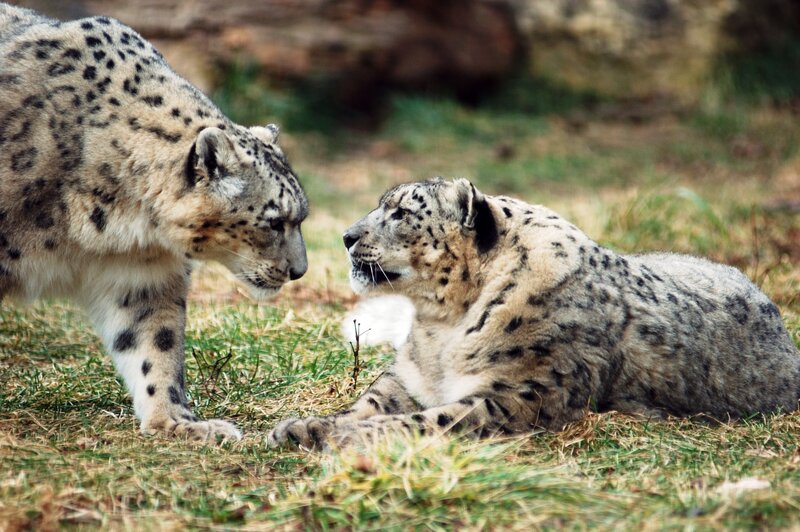 Two snow leopards interacting