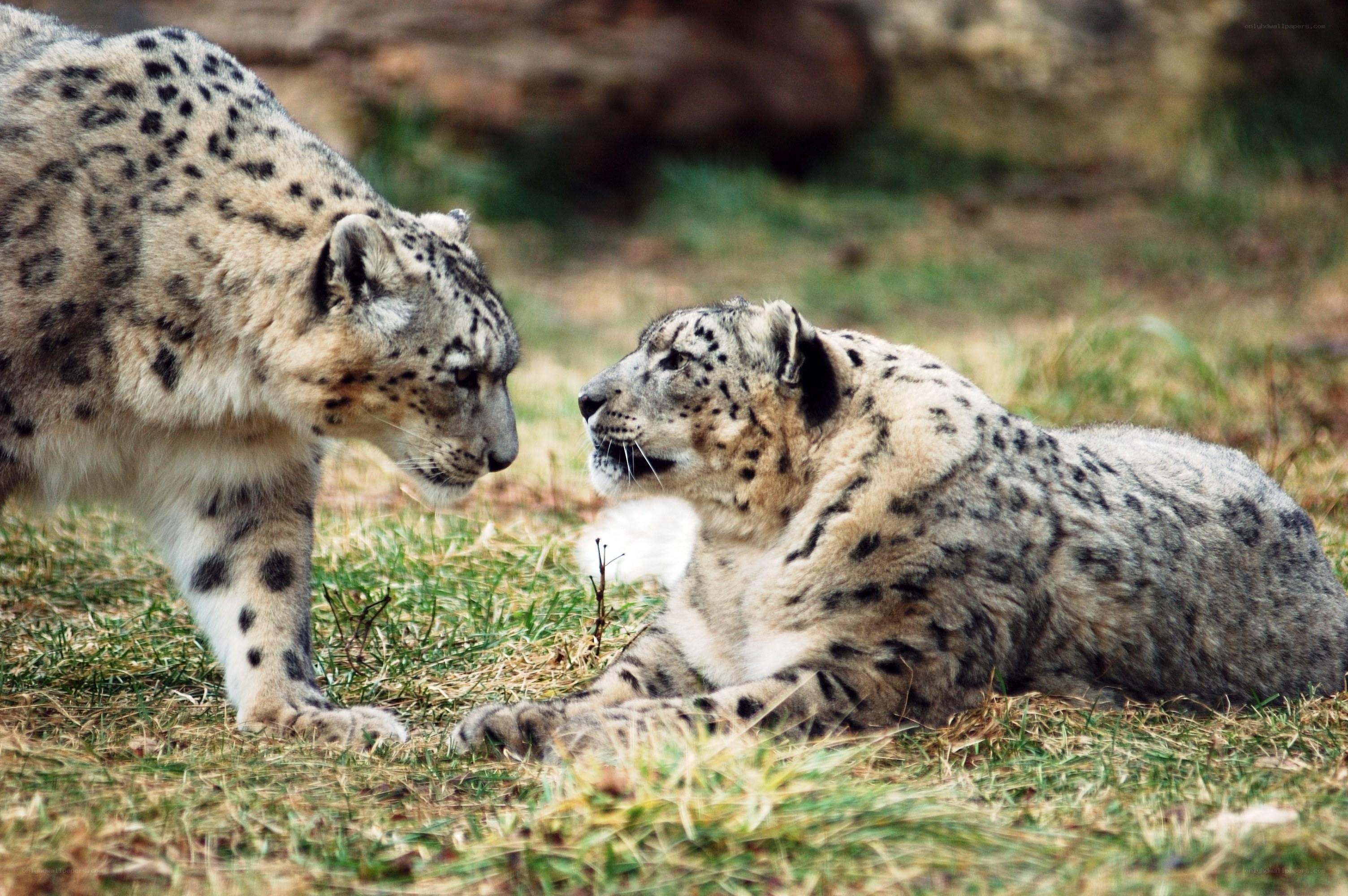 Two snow leopards interacting