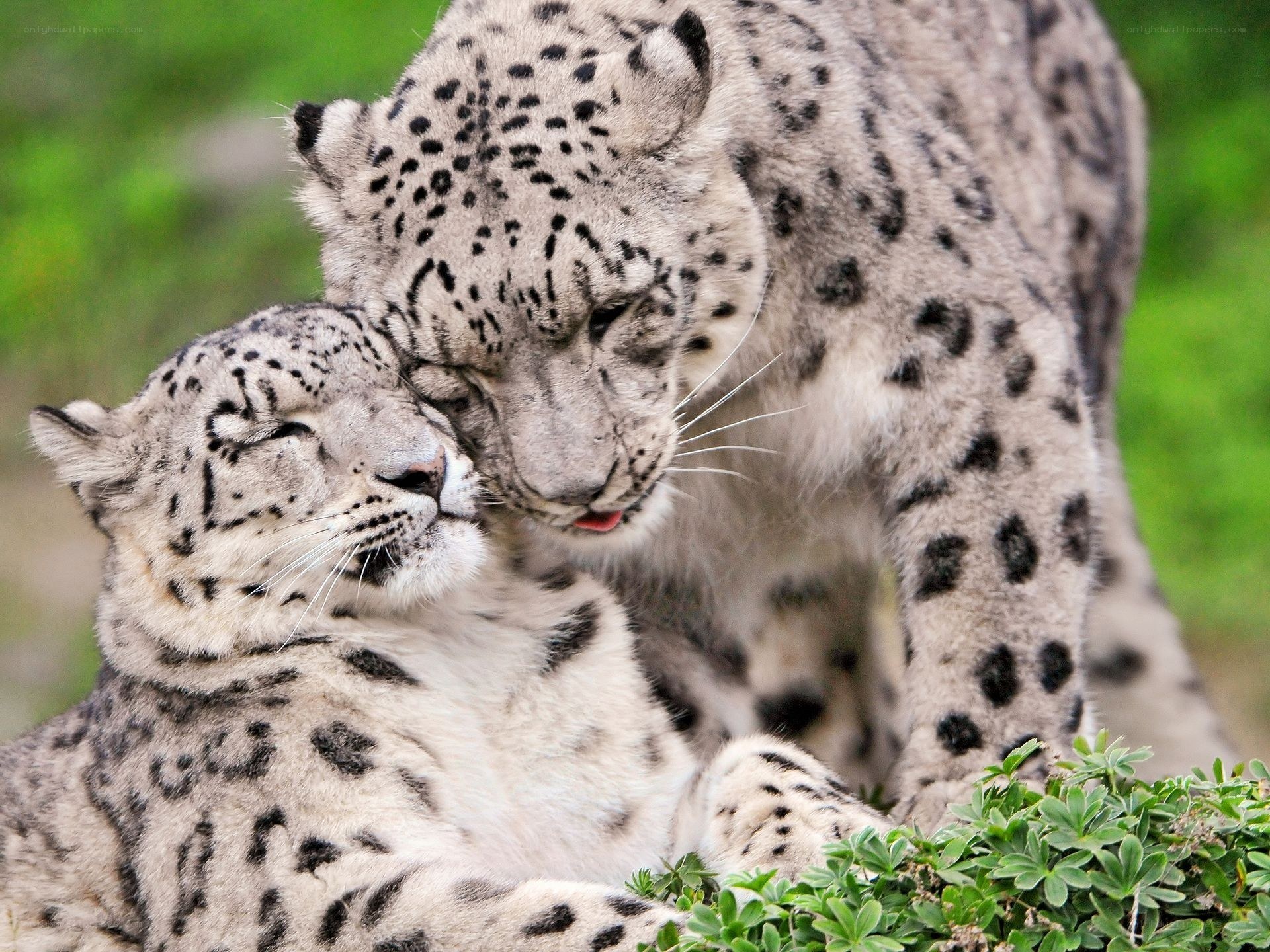 Two snow leopards nuzzling