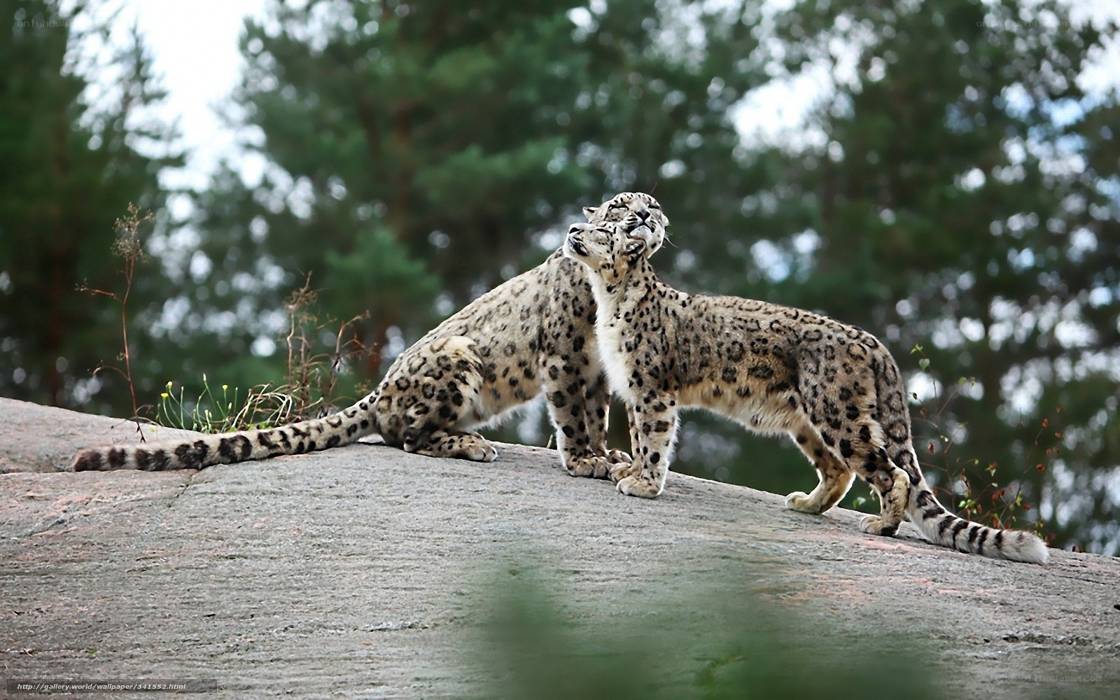 Two snow leopards on a rock