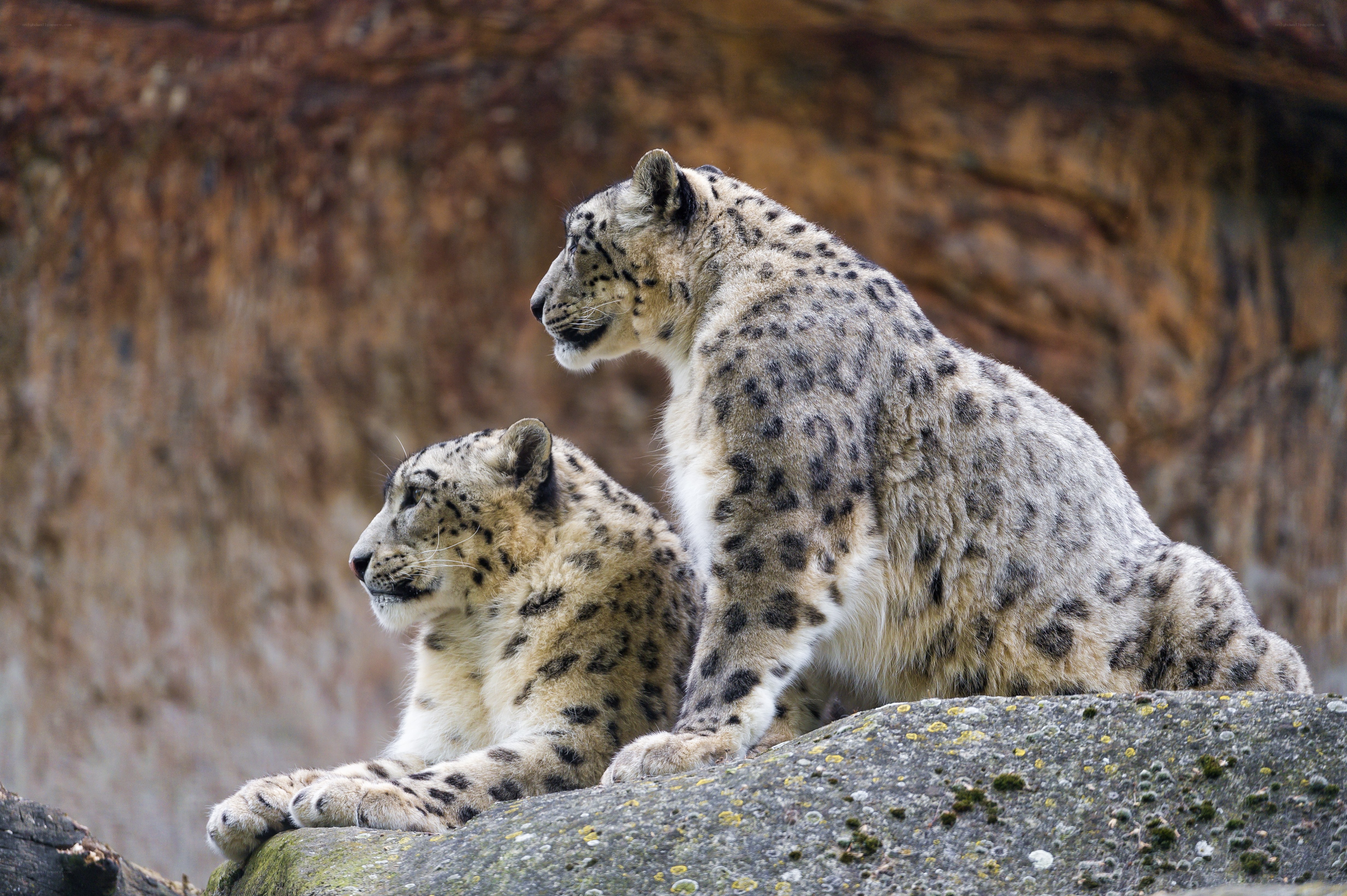 Two snow leopards on a rock