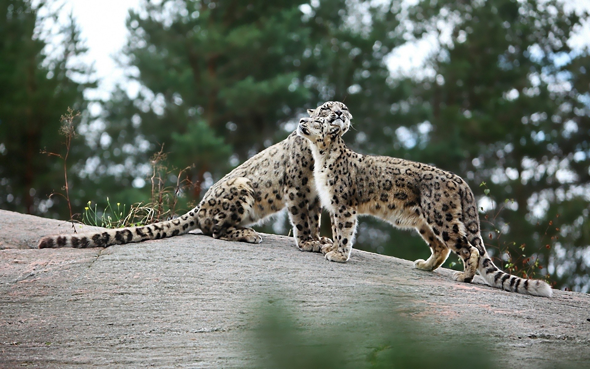 Two snow leopards on a rock