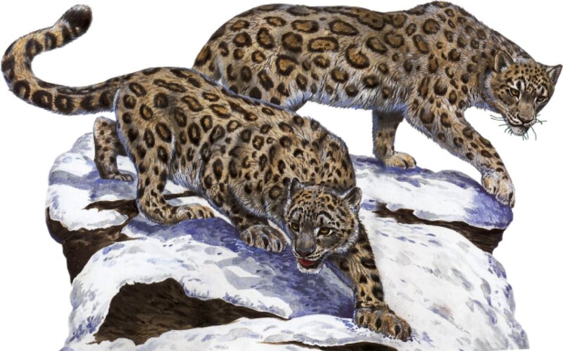 Two Snow Leopards on Rock — Brown