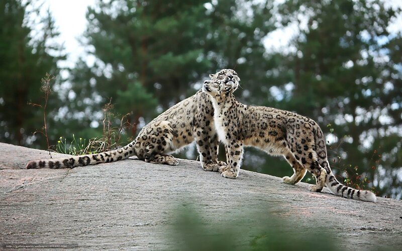 Two Snow Leopards on Rock — Gray, Calm